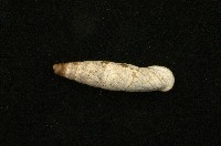 藏品(臺灣煙管蝸牛)的圖片